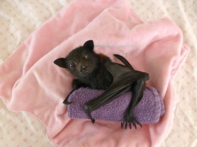 Bat Removal Only For Professionals