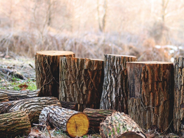 Tree Service to Your Rescue