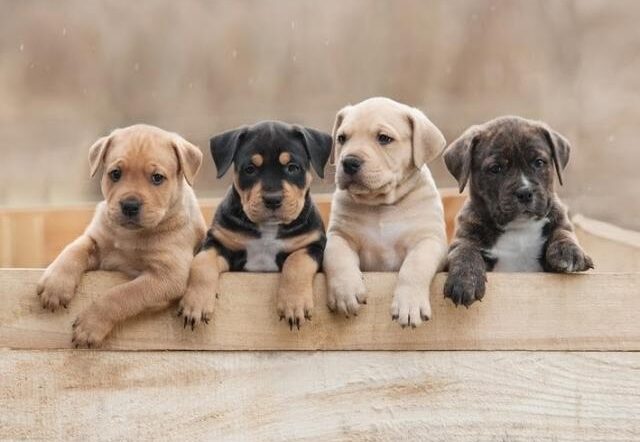 Choosing the Right Dog Breed