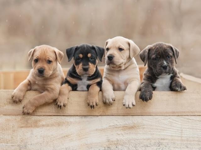 Choosing the Right Dog Breed